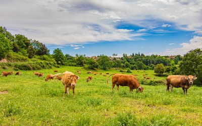 Discovering Lluçanès, the serene and authentic region