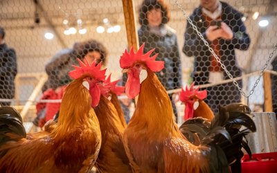 Fira Avícola de la Raça Prat: la gran festa de la cultura i el producte local