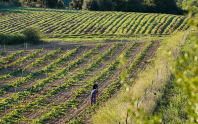 Can Calopa: una vinya arrelada a Barcelona