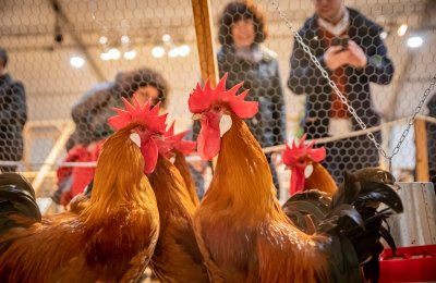 Fira Avícola de la Raça Prat: the great festival of local culture and produce