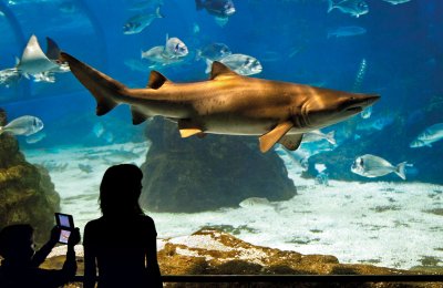 Descubrir, amar, proteger: sumérgete en el corazón del Mediterráneo desde L’Aquàrium de Barcelona