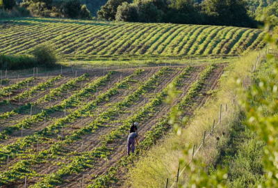 Can Calopa: una vinya arrelada a Barcelona