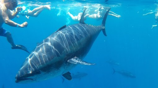 Tuna Tour