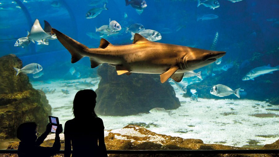 Discover, love, protect: dive into the heart of the Mediterranean at L’Aquàrium de Barcelona